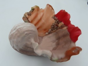 "Muszla Cassis" nr 4